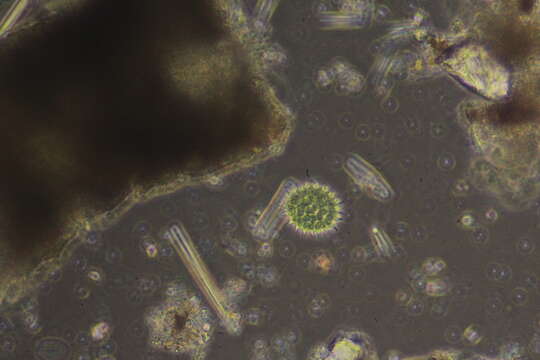 صورة Pseudopediastrum