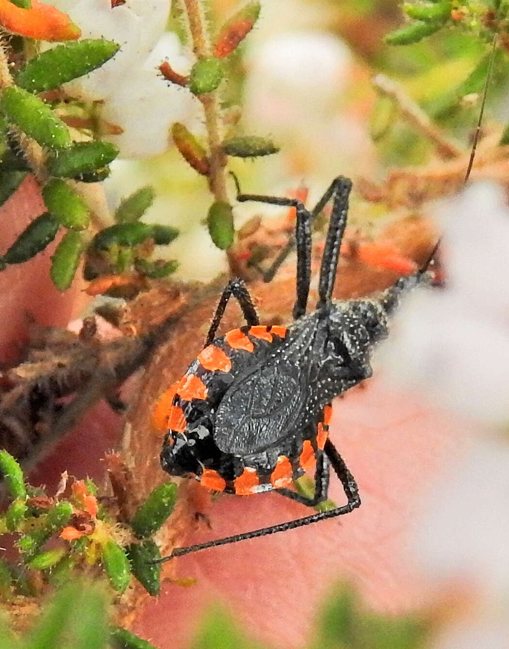 Plancia ëd Rhynocoris tristis (Stål 1855)