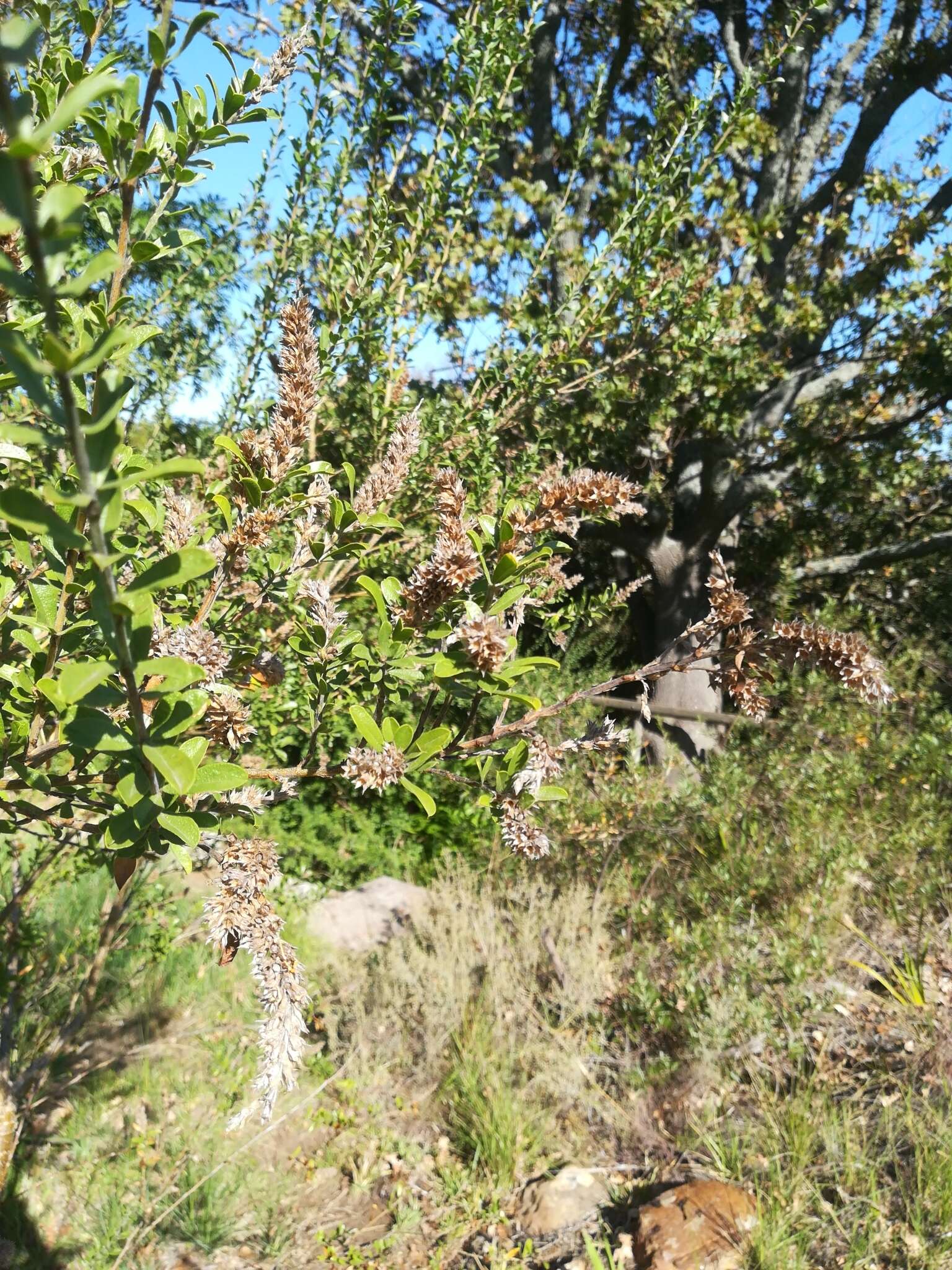 Image of Otholobium spicatum (L.) C. H. Stirt.