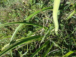 Image of Kniphofia coddiana Cufod.