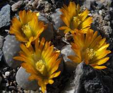 Image of Lithops herrei L. Bol.