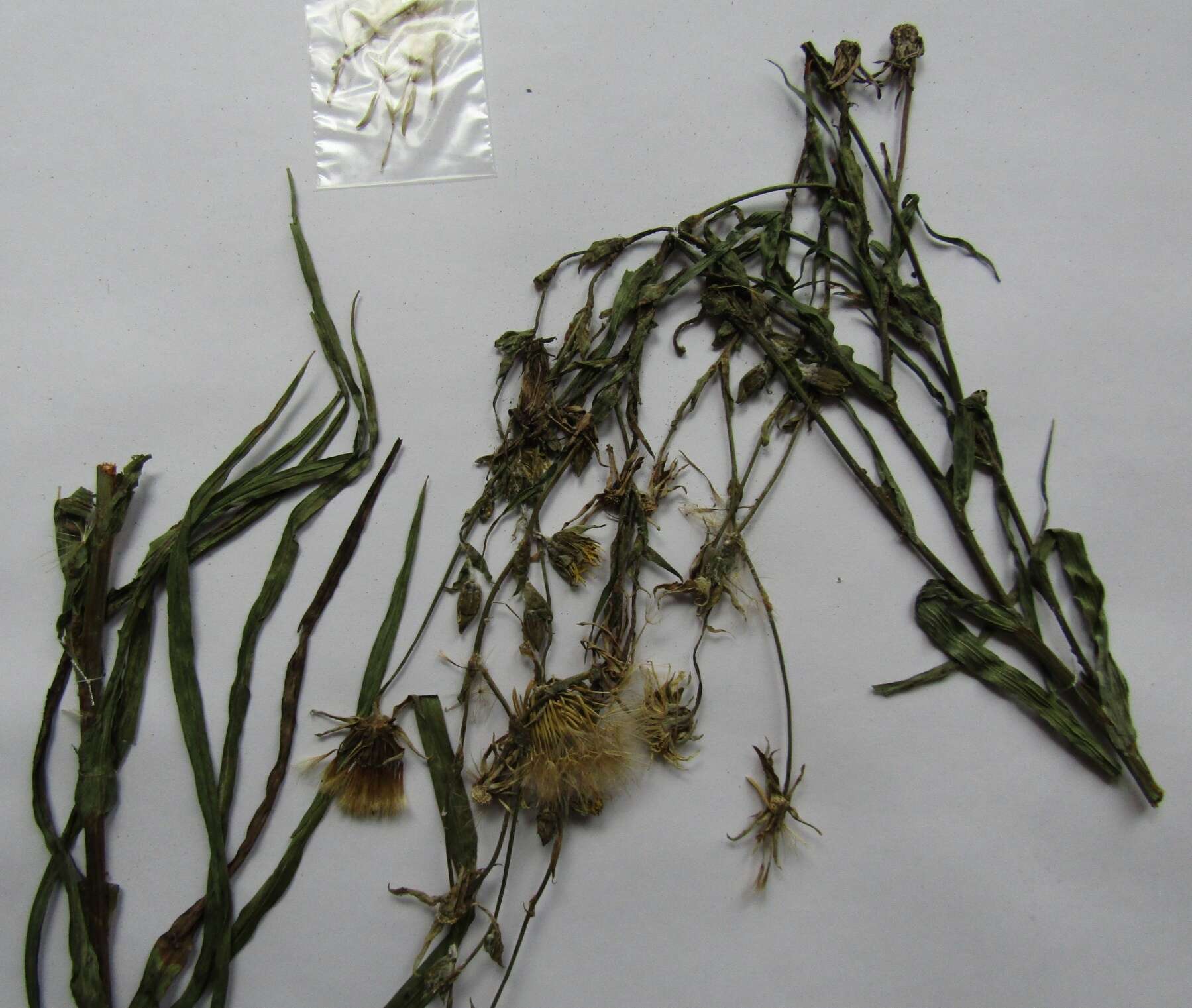 Image of Tragopogon podolicus Besser ex DC.