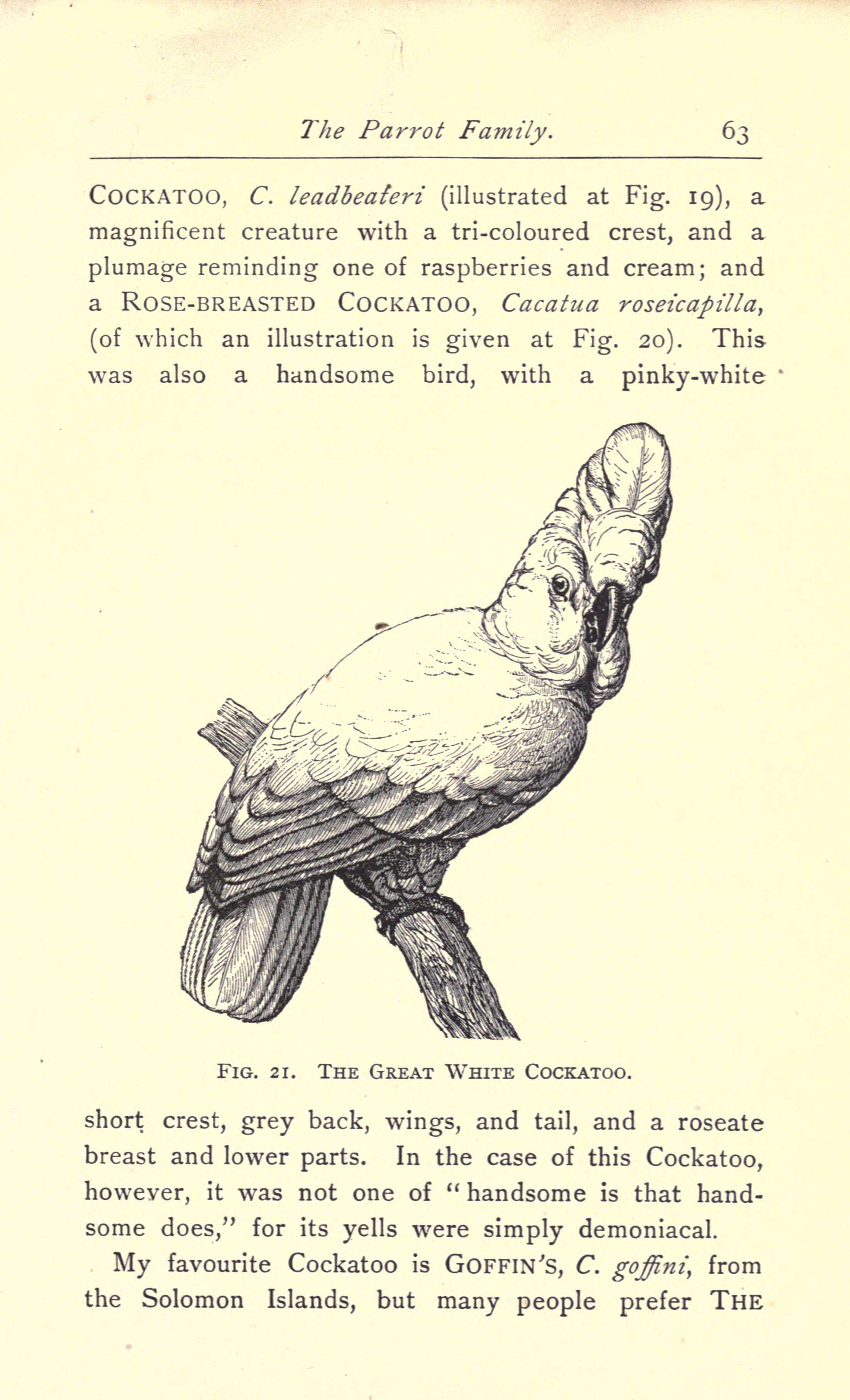 Cacatua alba (Müller & Pls 1776) resmi