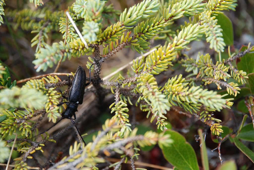 Image of White-spotted Sawyer