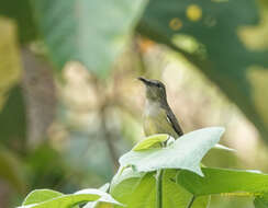 Image of Van Hasselt's Sunbird