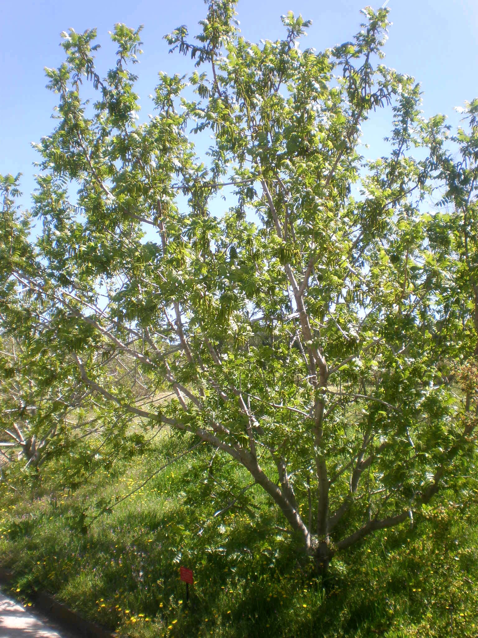 Image de Juglans californica S. Wats.