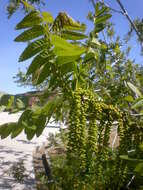 Image of Northern California Black Walnut