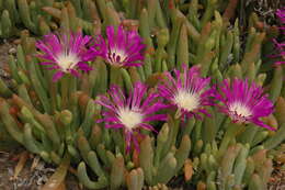 Imagem de Disphyma clavellatum (Haw.) R. J. Chinnock