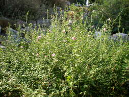 Image of Virginia saltmarsh mallow