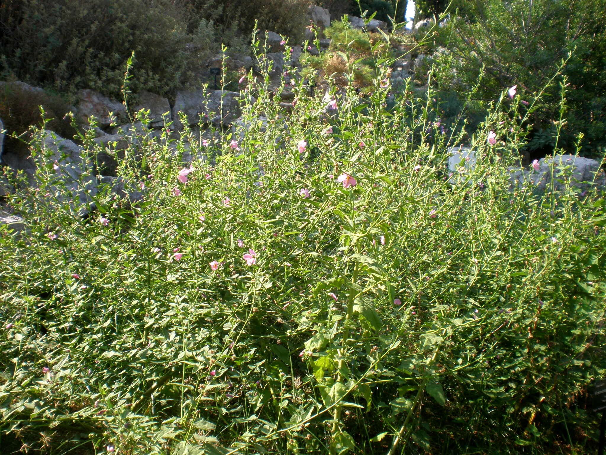 Image of Virginia saltmarsh mallow