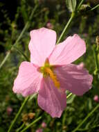 Image of Virginia saltmarsh mallow