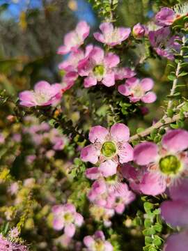 Sivun Leptospermum rotundifolium (Maiden & Betche) F. A. Rodway kuva