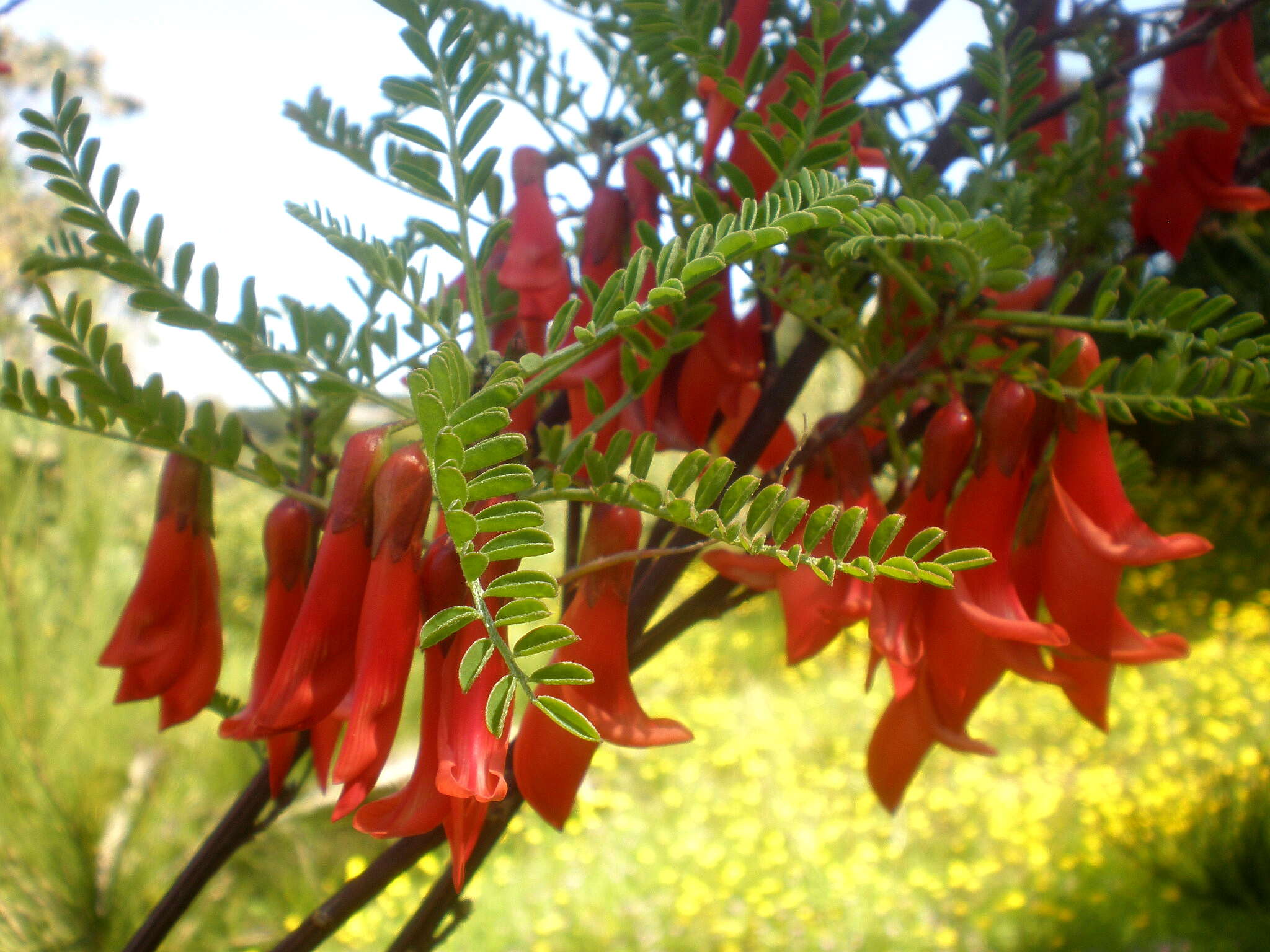 Imagem de Lessertia frutescens