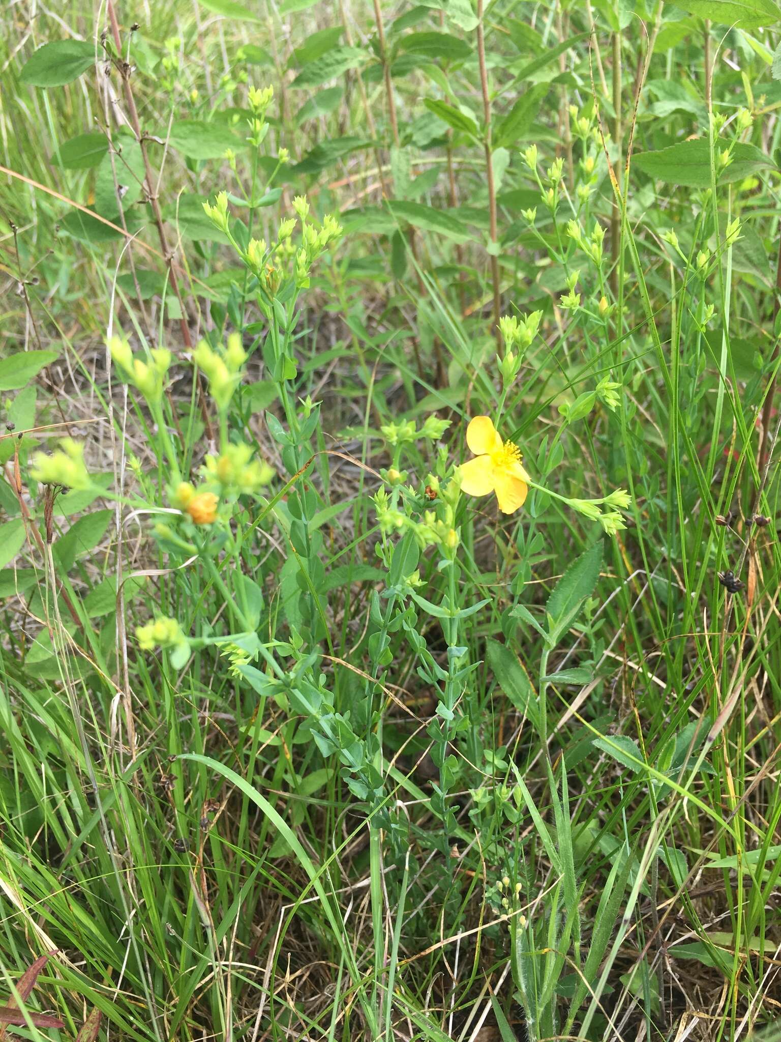 Image of coppery St. Johnswort