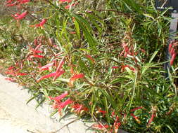 Imagem de Lobelia laxiflora Kunth