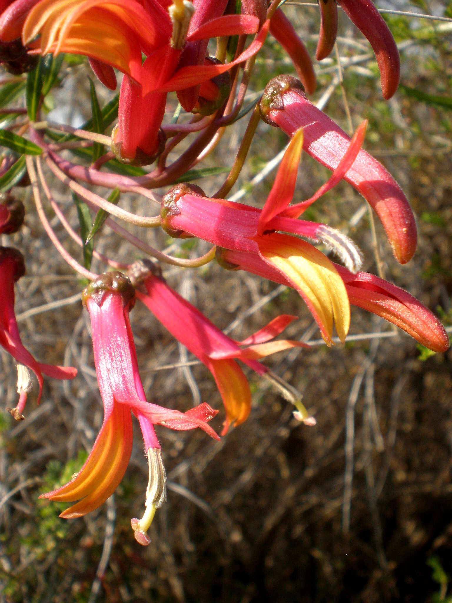 Imagem de Lobelia laxiflora Kunth