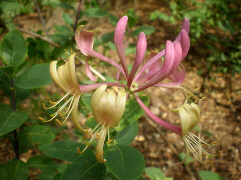 Image of Etruscan honeysuckle