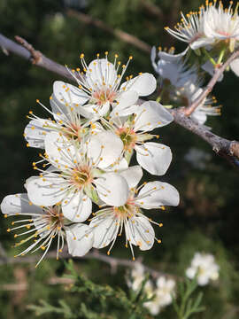 Image of Mexican plum