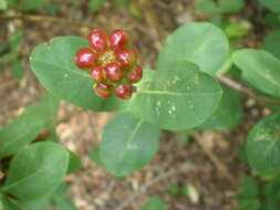 Image of Etruscan honeysuckle