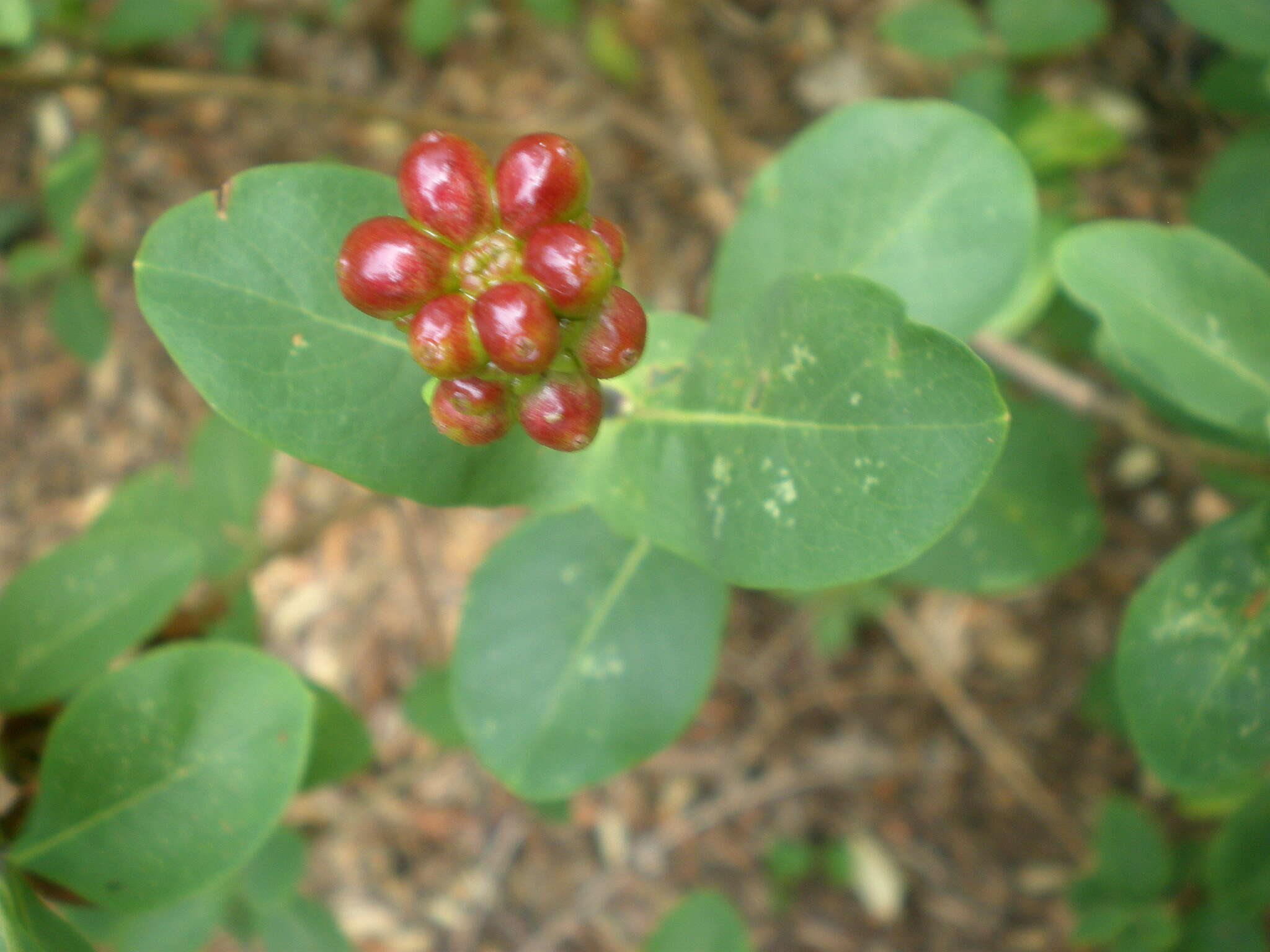 Image of Etruscan honeysuckle