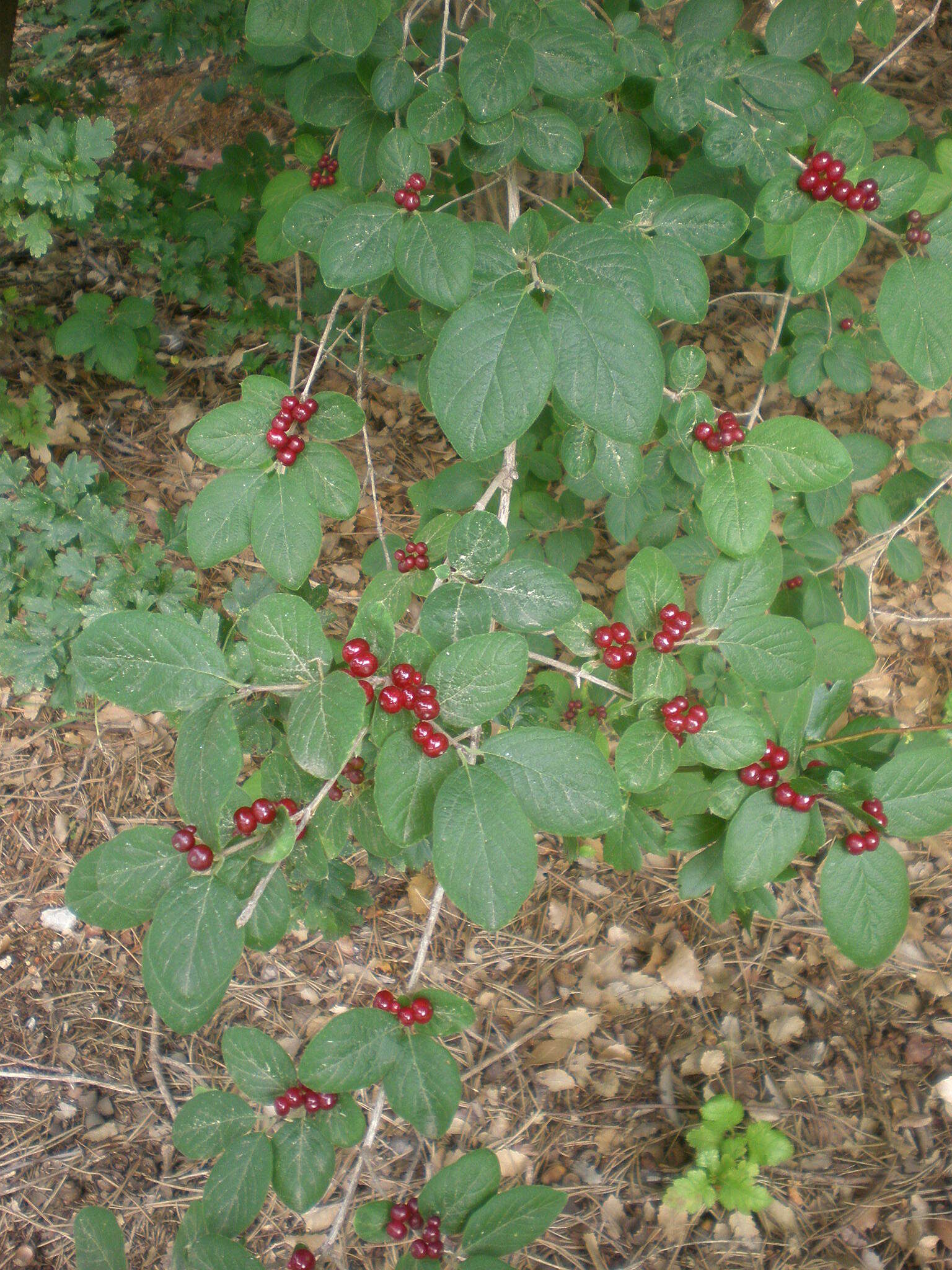 Imagem de Lonicera xylosteum L.