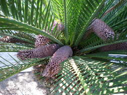 Image of Macrozamia moorei F. Muell.