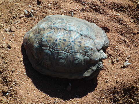 Image of Northern Tent Tortoise