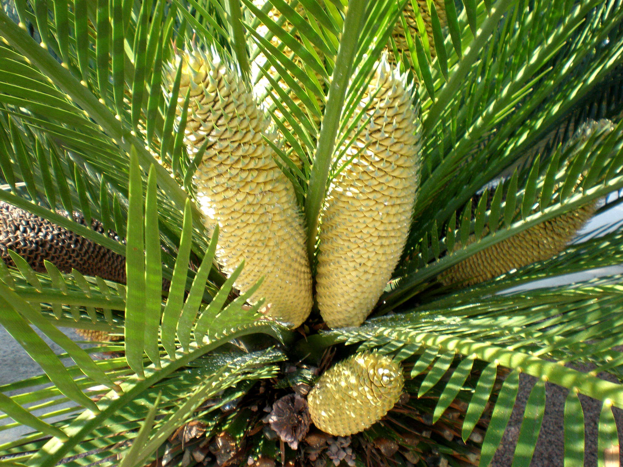 Image de Macrozamia moorei F. Muell.