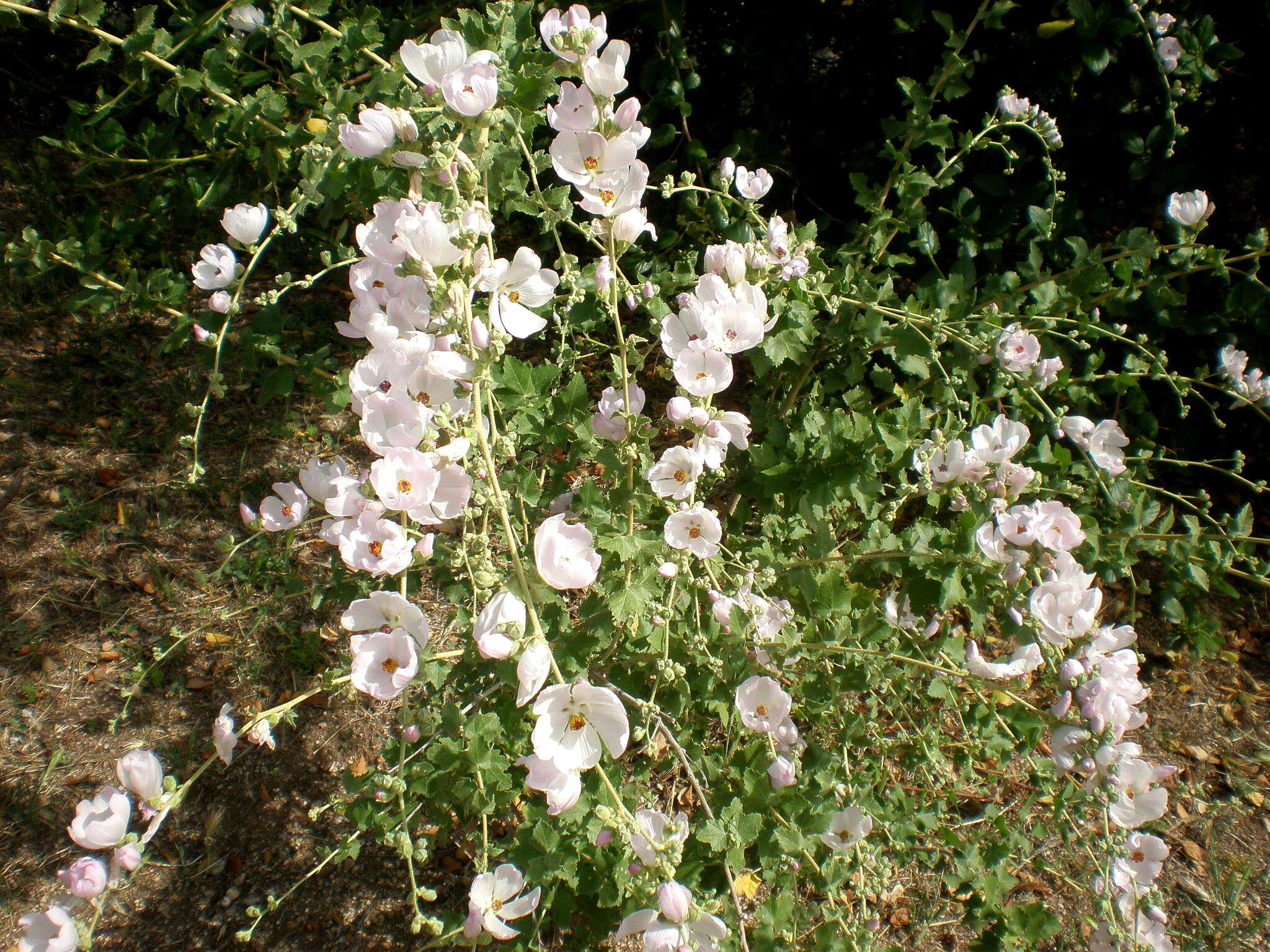 Sivun Malacothamnus fasciculatus (Nutt. ex Torr. & Gray) Greene kuva