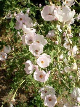 Imagem de Malacothamnus fasciculatus (Nutt. ex Torr. & Gray) Greene