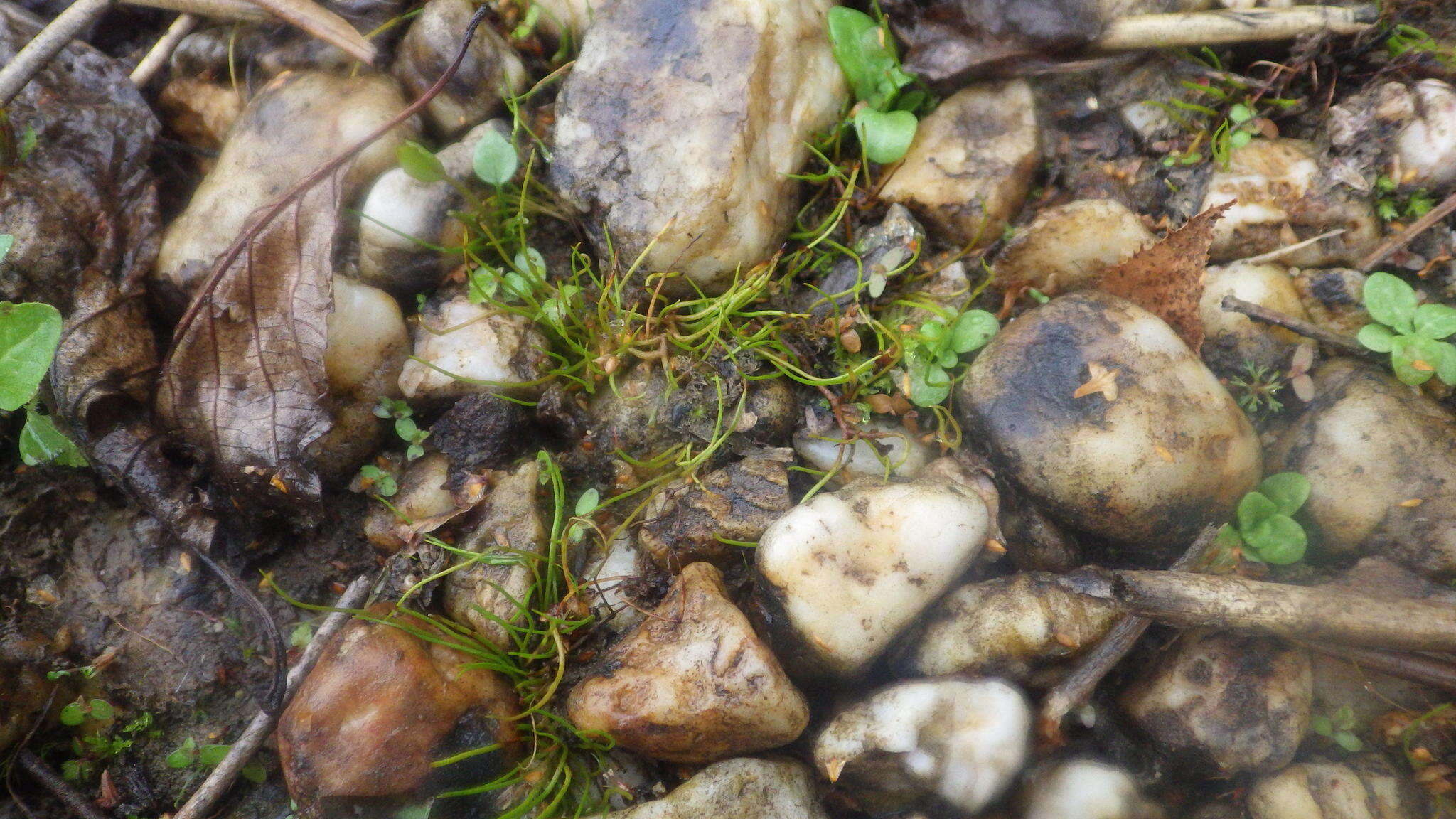 Image of Pillwort