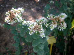 Image of Apple Mint