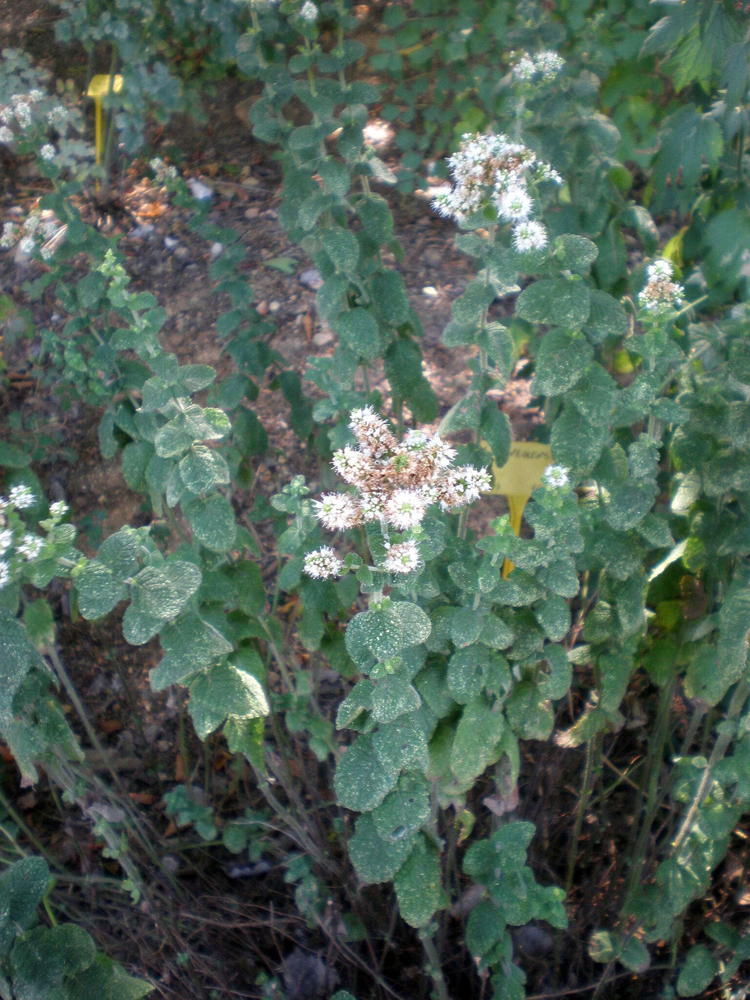 Image of Apple Mint