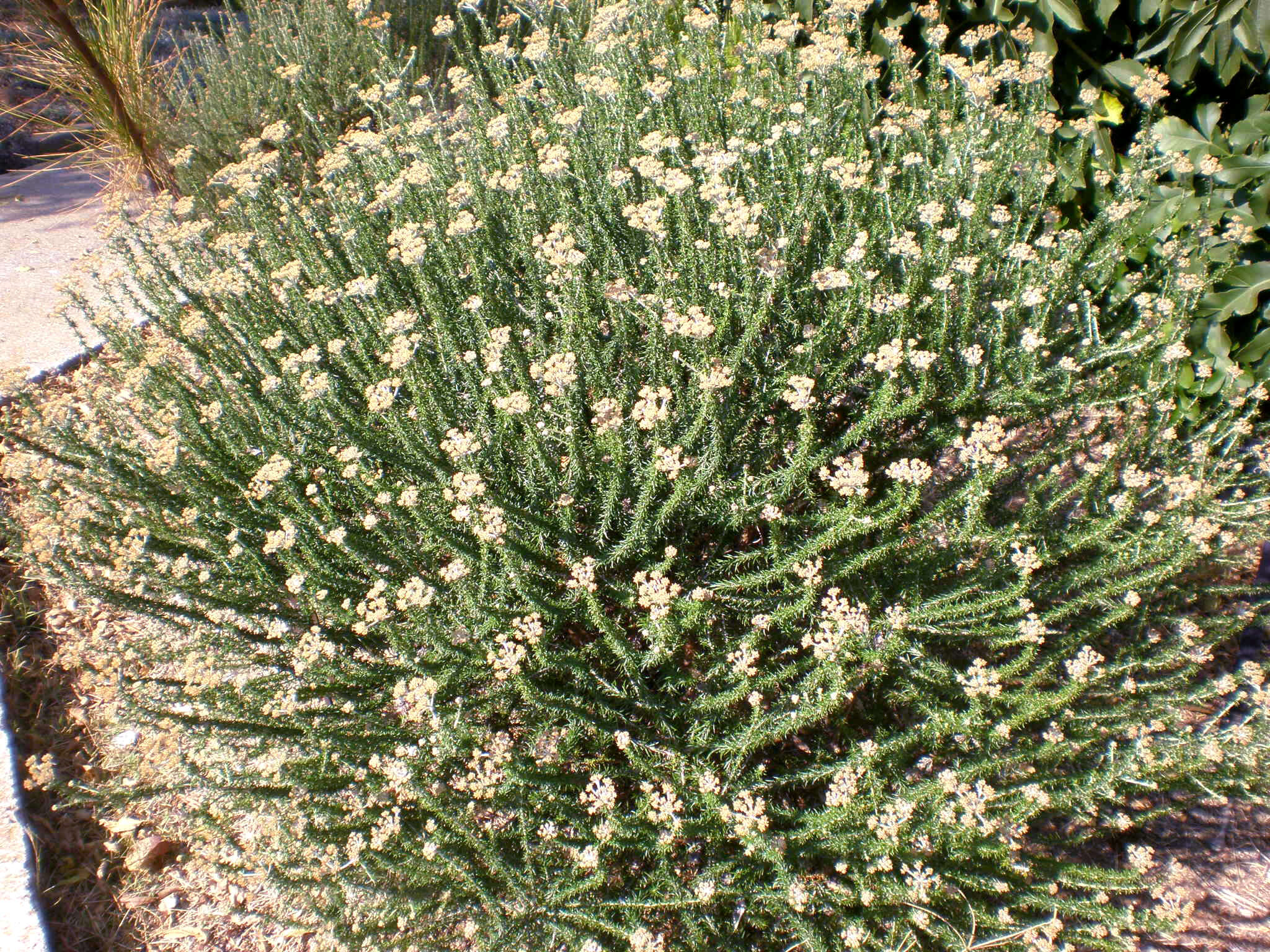 Image of Strandveld Blombush