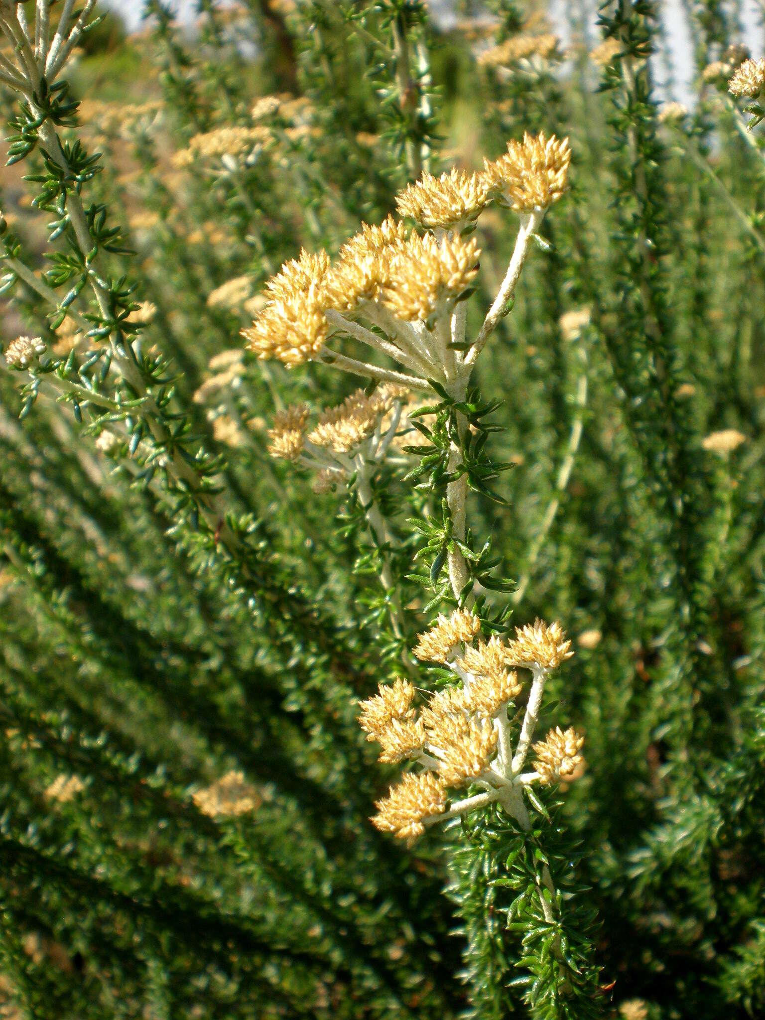 Image of Strandveld Blombush
