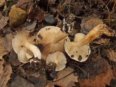 Imagem de Tricholoma populinum J. E. Lange 1933