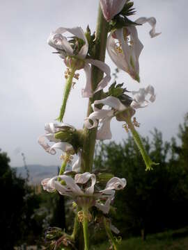 Image of Rough-leaved Michauxia