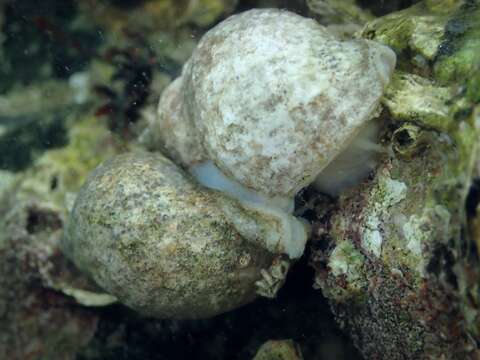 Image of Dog whelk