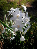 Image of paperwhite narcissus