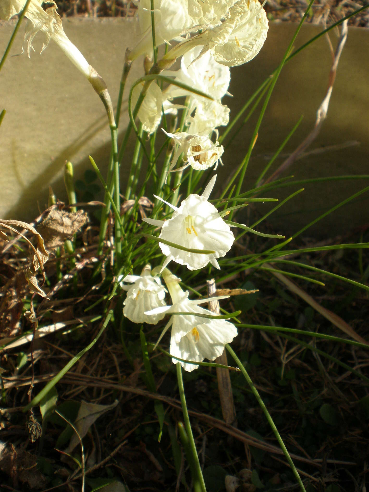 Image of Narcissus romieuxii Braun-Blanq. & Maire
