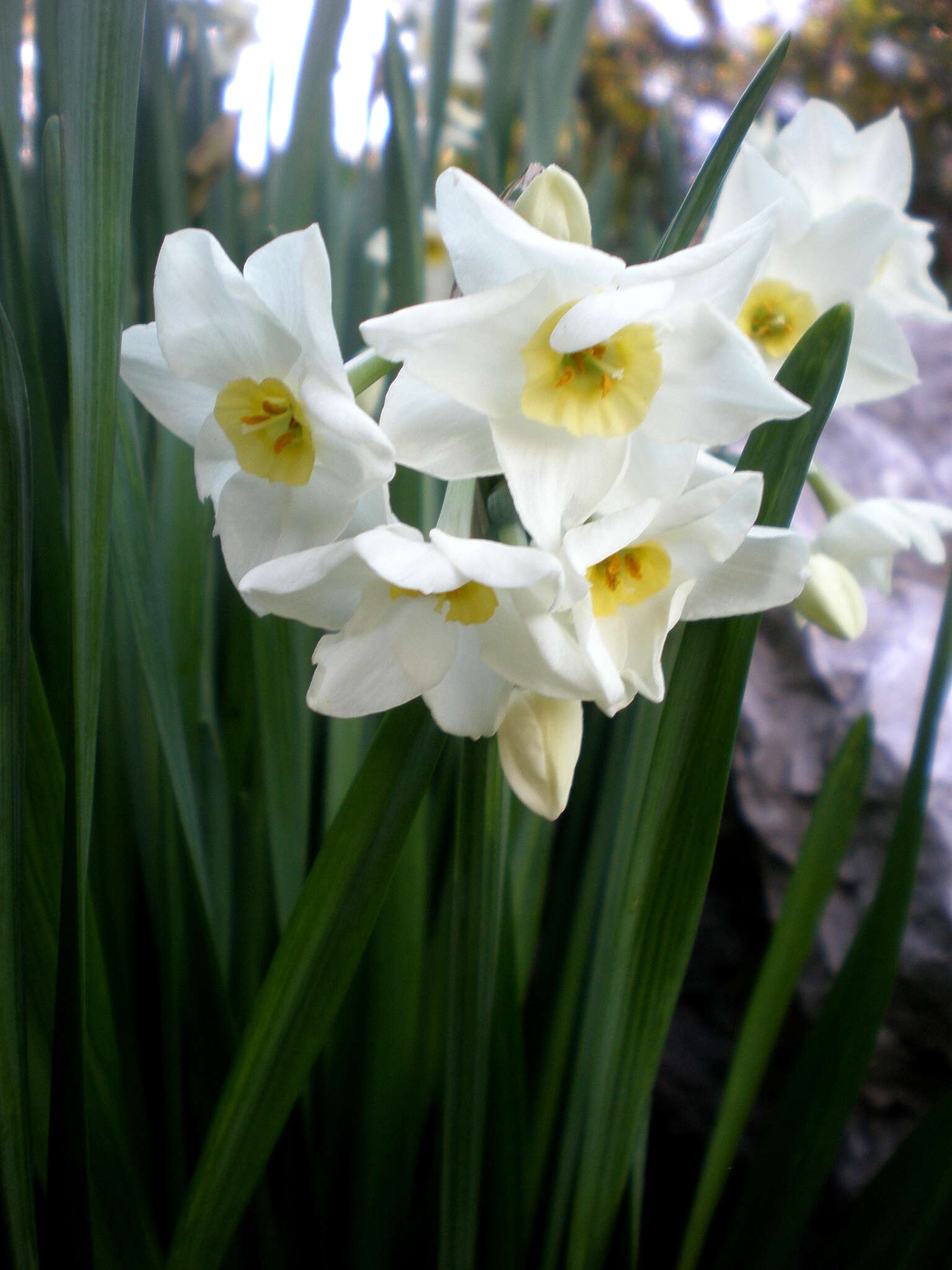 Image of cream narcissus