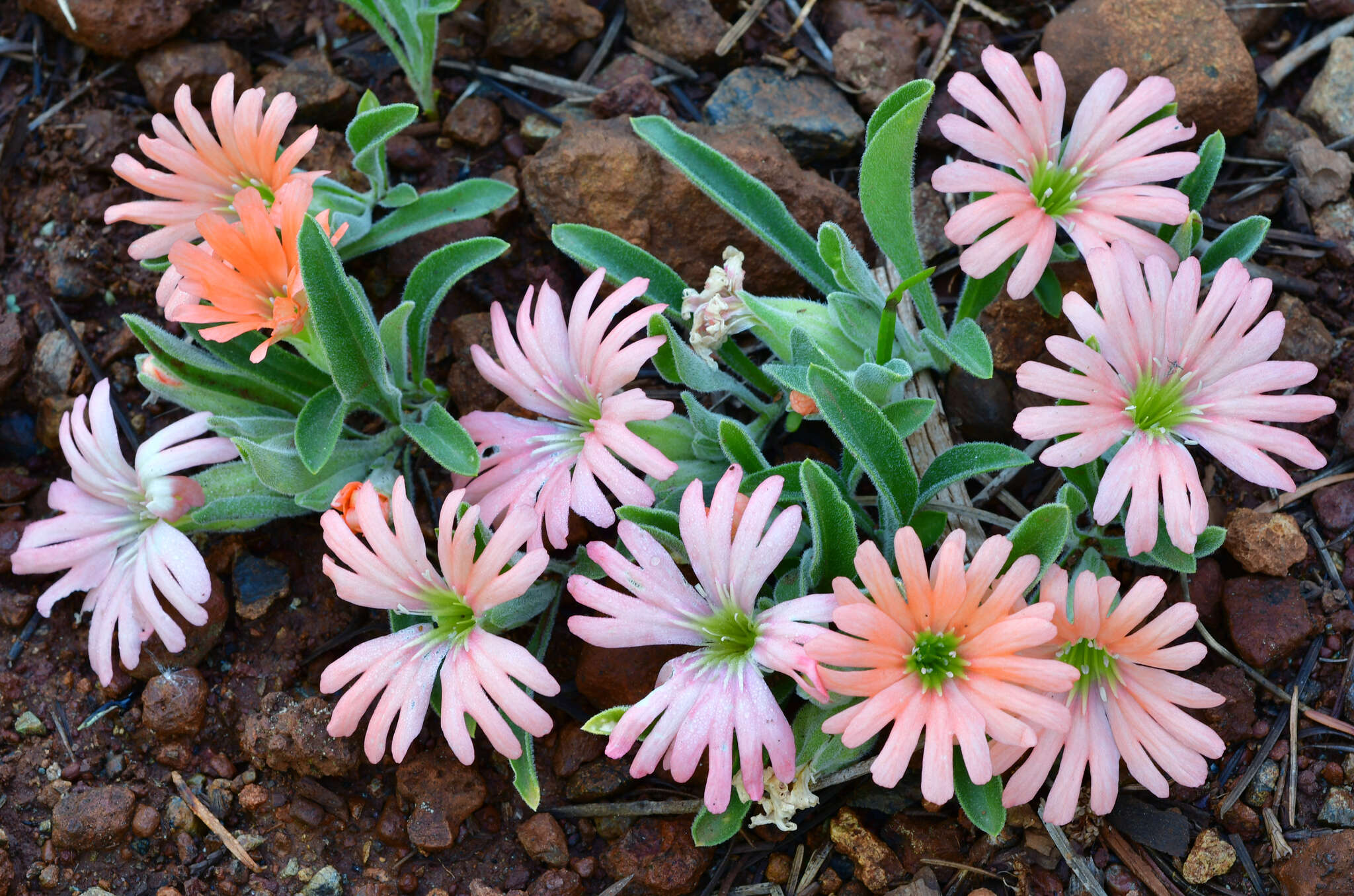 Image of Klamath Mountain catchfly