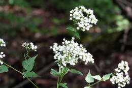 Imagem de Ageratina altissima (L.) R. King & H. Rob.