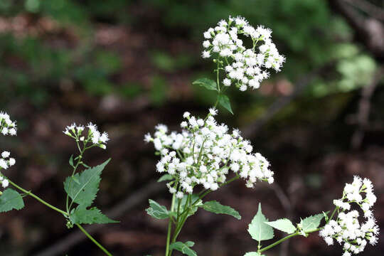 صورة Ageratina altissima (L.) R. King & H. Rob.