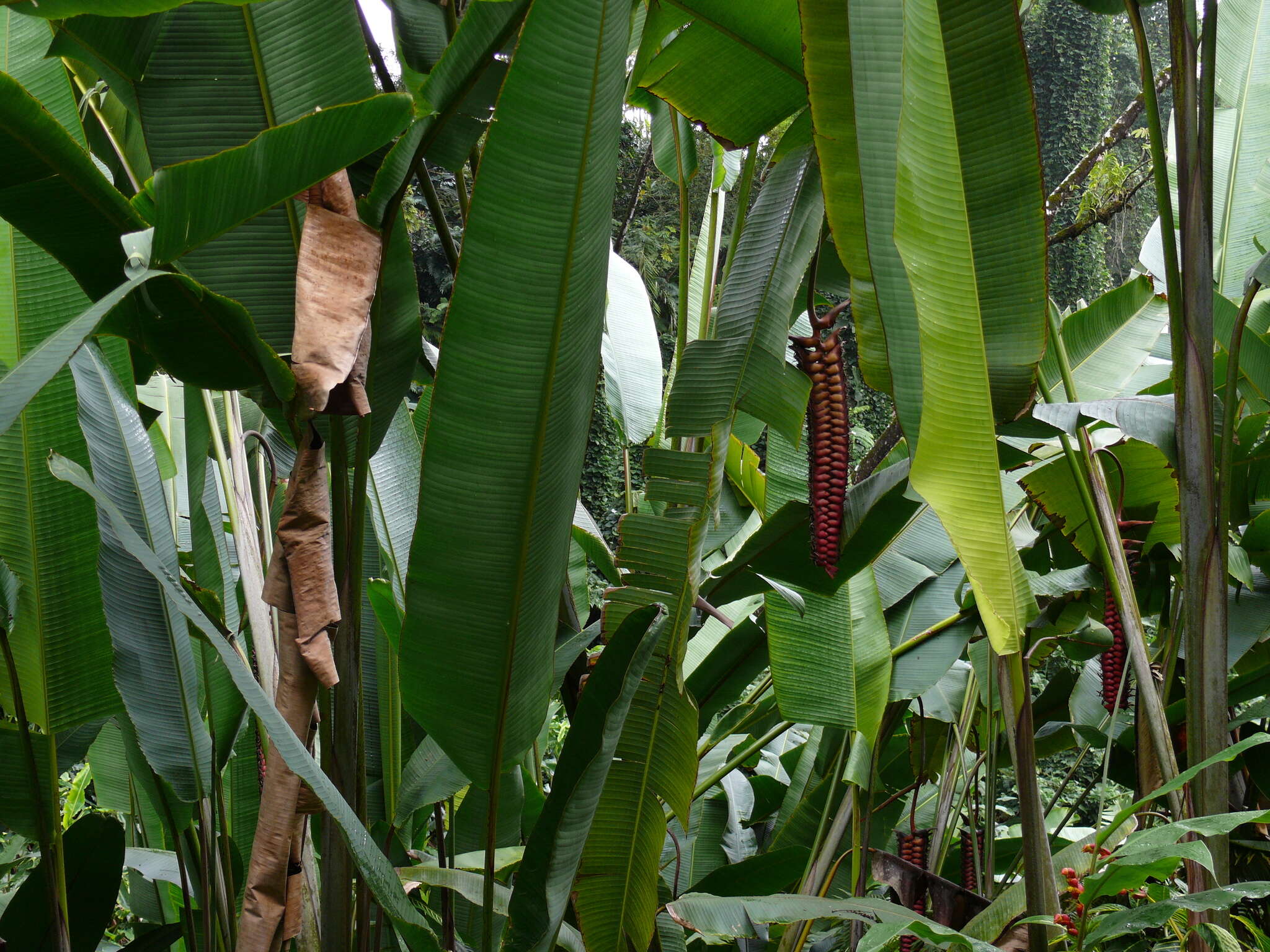 صورة Heliconia mariae Hook. fil.