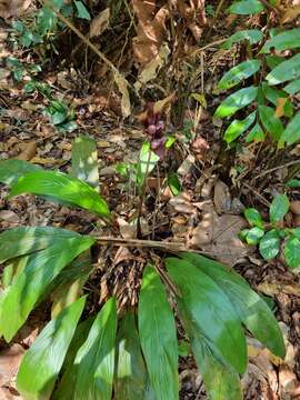 Image of Tacca integrifolia Ker Gawl.