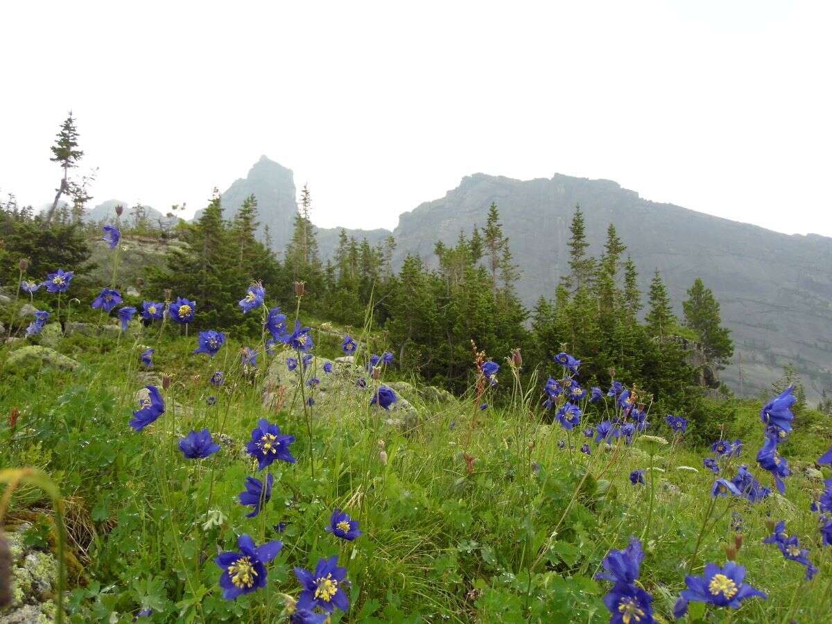 Aquilegia glandulosa Fisch.的圖片