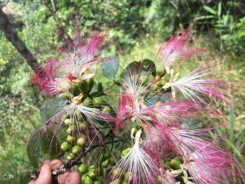 Imagem de Archidendron grandiflorum (Benth.) I. C. Nielsen