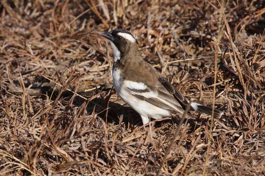 Image of sparrow-weaver