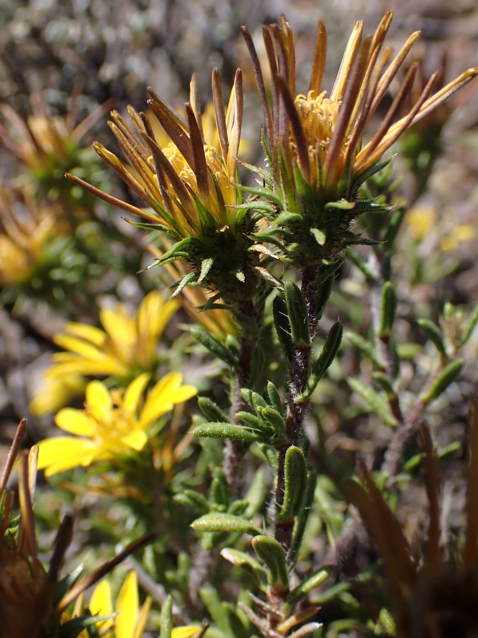 Image of Gorteria alienata (Thunb.) Stångb. & Anderb.